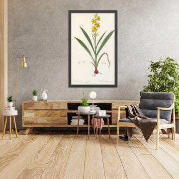 A framed image of Wachendorfia thyrsiflora by Pierre Joseph Redouté, 1802