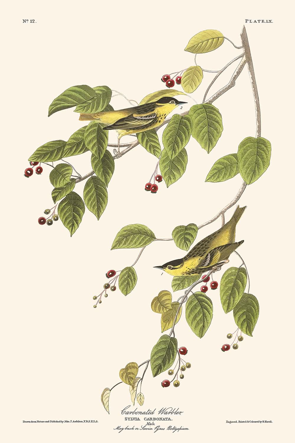 Reinita carbonatada de John James Audubon, 1827