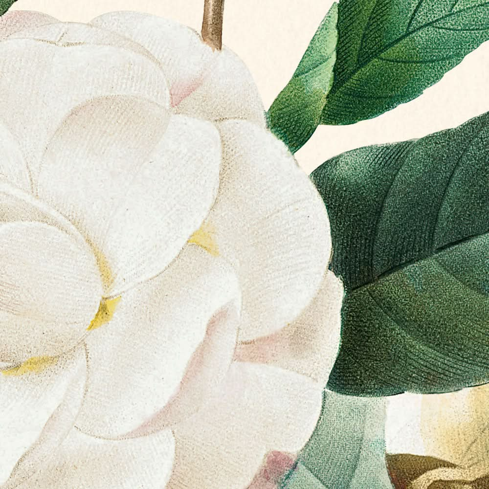 White Camellia by Pierre-Joseph Redouté, 1827