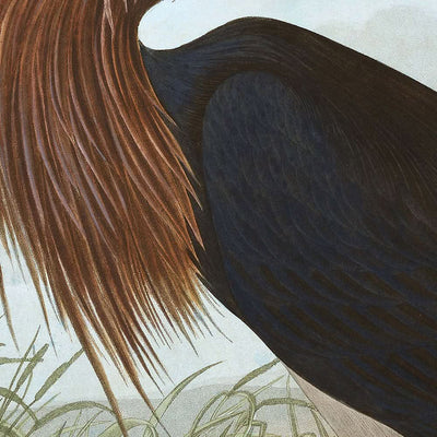 Purpurreiher von John James Audubon, 1827