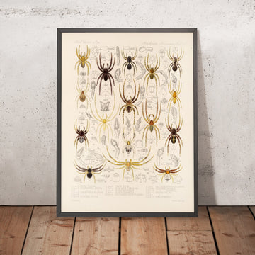 A framed image of 