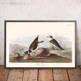 Chorlito Anillado de John James Audubon 1827 