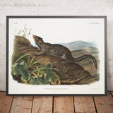Large-tailed Spermophile (Spermophilus macrourus) by John Woodhouse Audubon, 1845