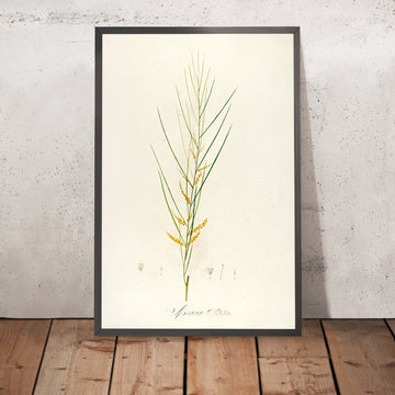 A framed image of Acacia subulata (Plate 45) by Pierre Joseph Redouté, 1813