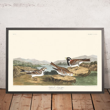 Laponia, de John James Audubon, 1827