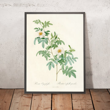 A framed image of Rosa Clynophylla by Pierre Joseph Redouté, 1817
