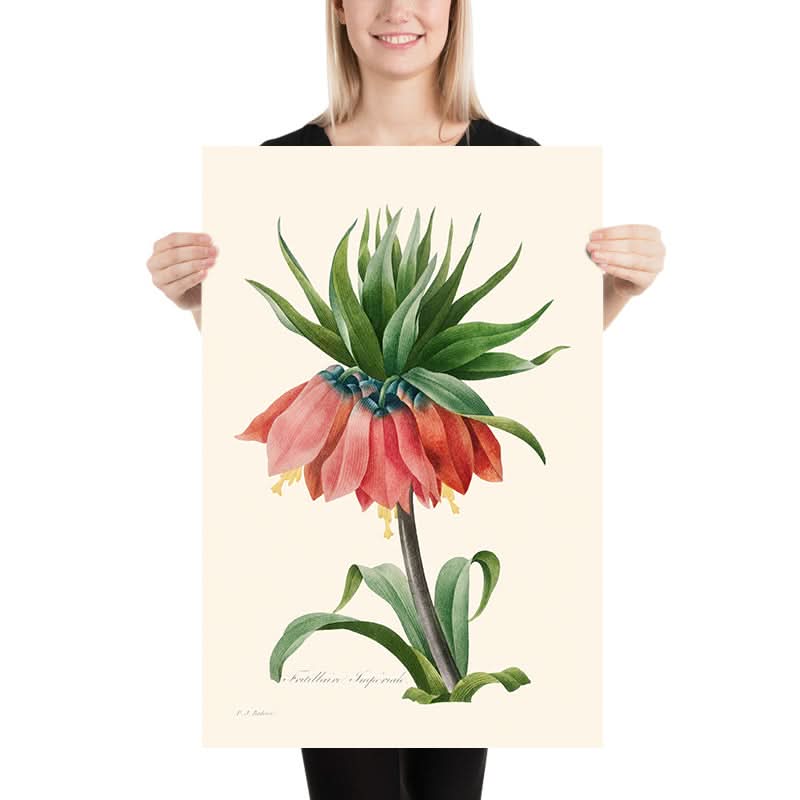 Frittillaria imperialis di Pierre-Joseph Redouté, 1827 