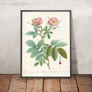 A framed image of Rosa alpina laevis by Pierre Joseph Redouté, 1817