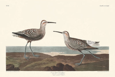 Bécasseau à longues pattes par John James Audubon, 1827