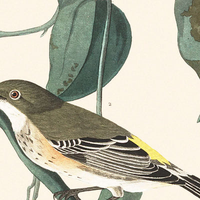 Paruline à couronne jaune par John James Audubon, 1827