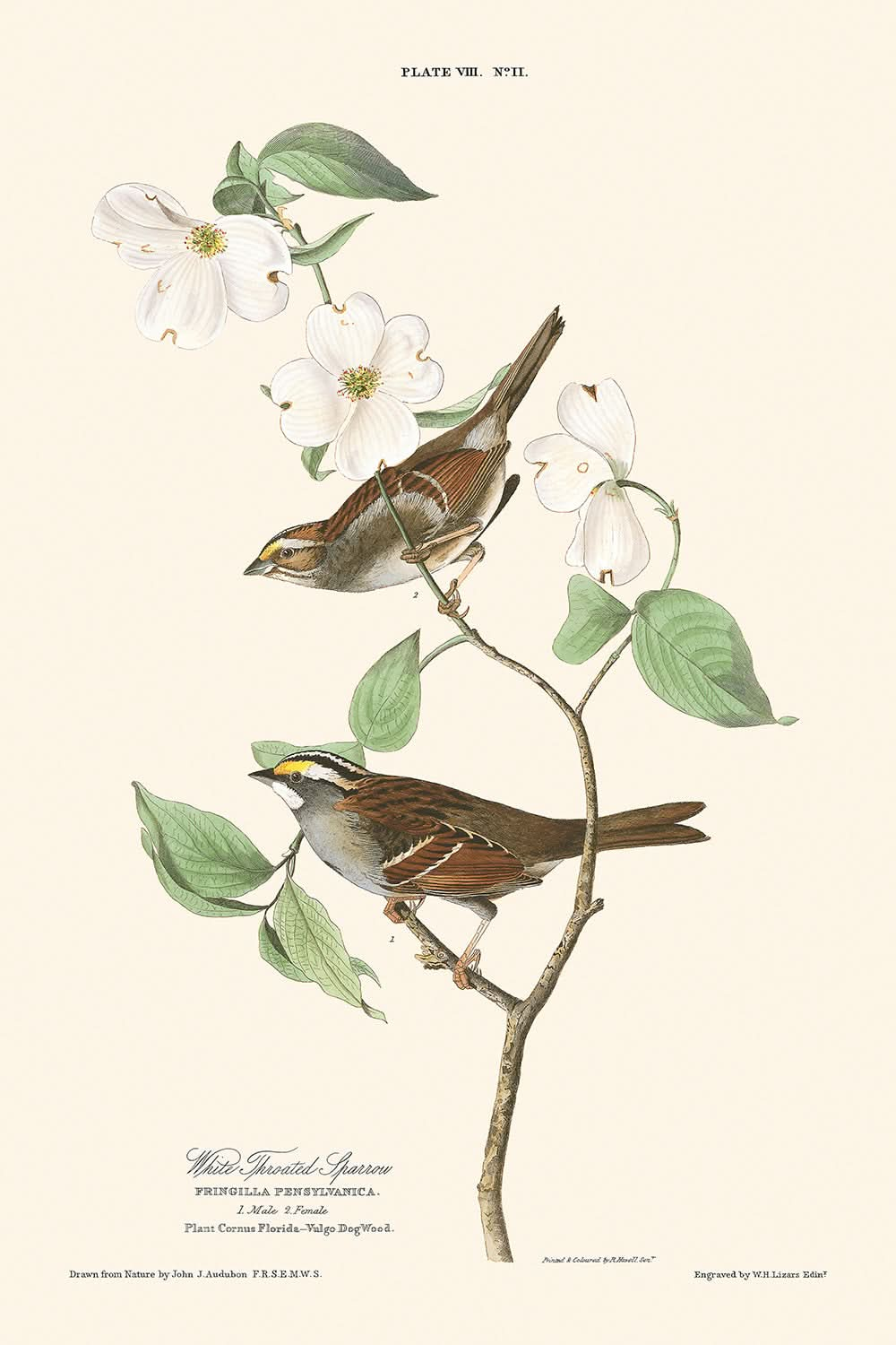 Moineau à gorge blanche par John James Audubon, 1827