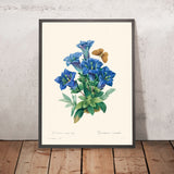 Gentiana Acaulis von Pierre-Joseph Redouté, 1802 