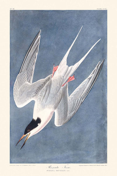 Roseate Tern by John James Audubon, 1827