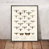 Moths (Lepidoptera: Heterocera, Plate 008) by Frederick DuCane Godman, 1879