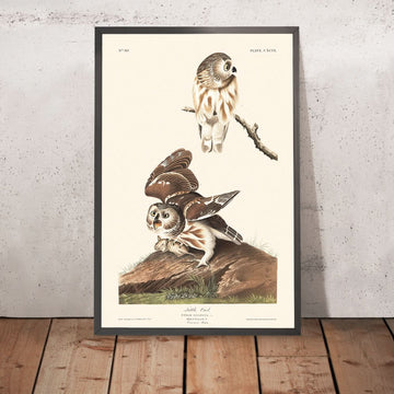 Little Owl by John James Audubon, 1827