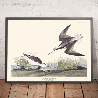 Wilson's Phalarope by John James Audubon, 1827