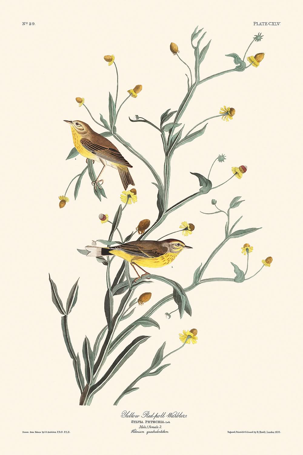 Fauvette à bec jaune par John James Audubon, 1827