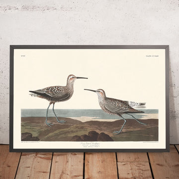 Long-legged Sandpiper by John James Audubon, 1827