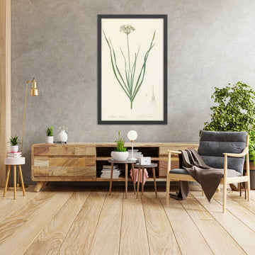 A framed image of Allium tartaricum by Pierre Joseph Redouté, 1802