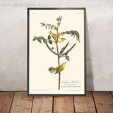 Il Warbler dei bambini di John James Audubon, 1827 