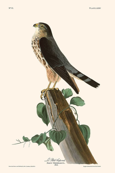 Le Petit Caporal (Merlin) by John James Audubon, 1827