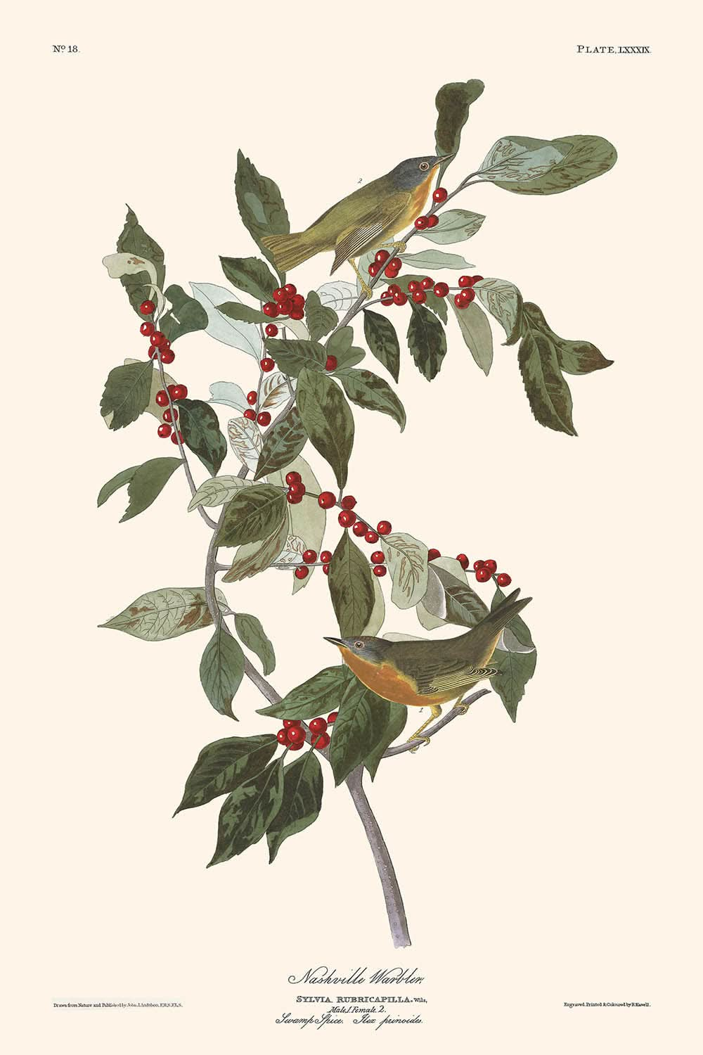 Nashville Warbler by John James Audubon, 1827