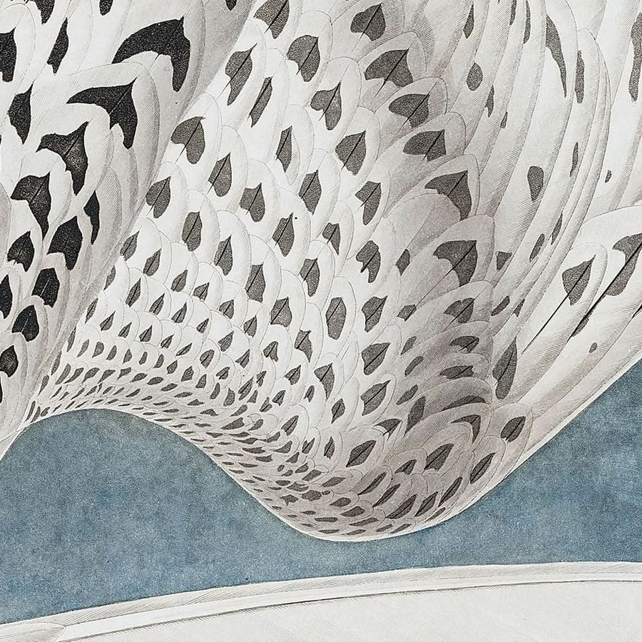 Islanda, o Falco Jer di John James Audubon, 1827 