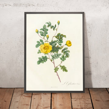 A framed image of Rosa Eglanteria Luteola by Pierre Joseph Redouté, 1817