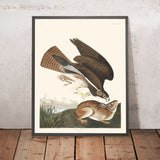 Gemeiner Mäusebussard von John James Audubon, 1827 