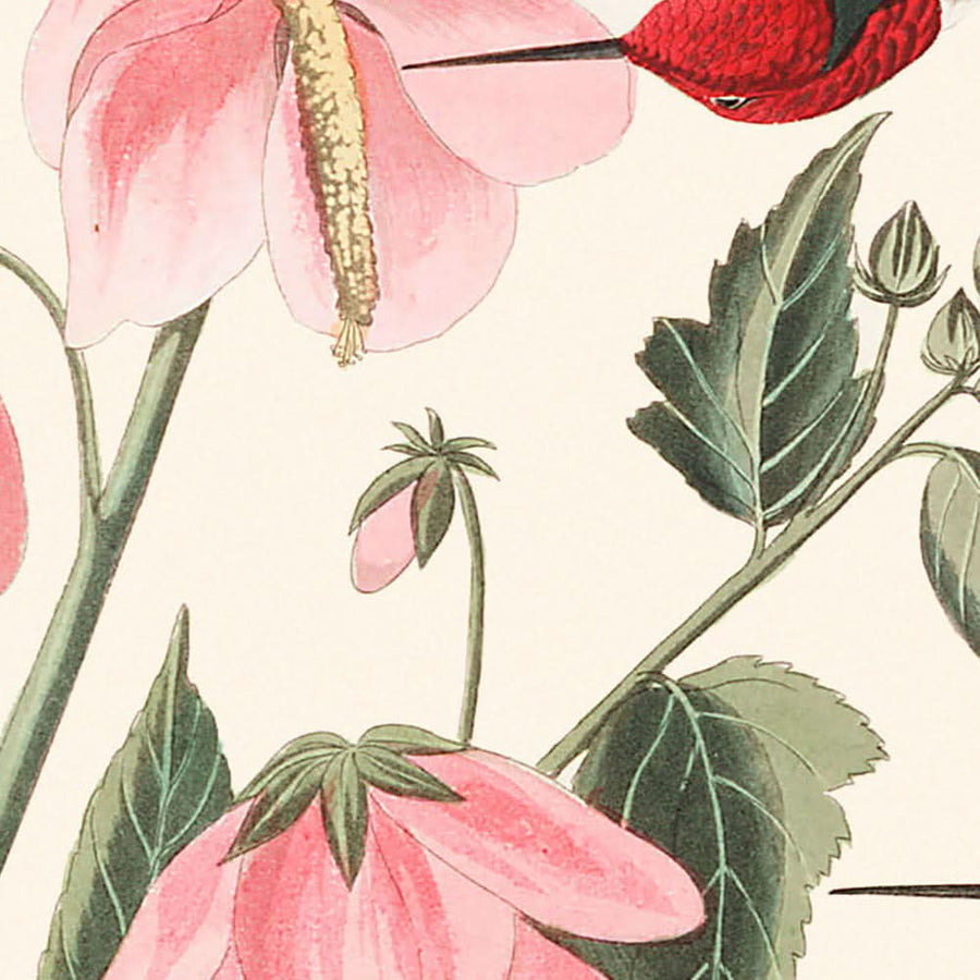 Colibrì colombiano di John James Audubon, 1827 