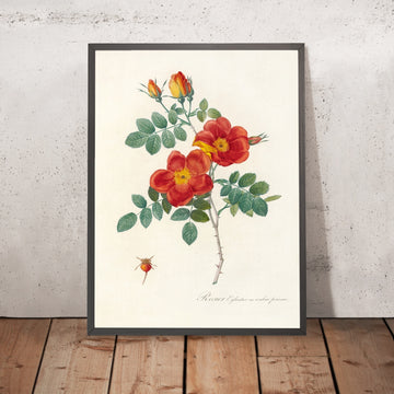 A framed image of Rosa eglanteria var. punicea by Pierre Joseph Redouté, 1817