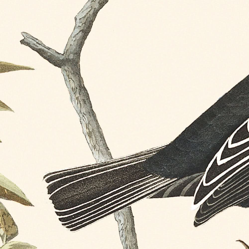 Lerchenfink, Präriefink, Brauner Singammer von John James Audubon, 1827