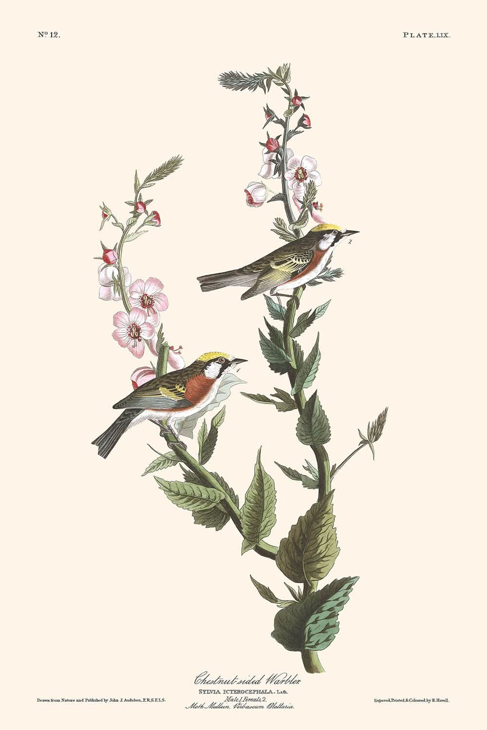 Curruca de flancos castaños, de John James Audubon, 1827