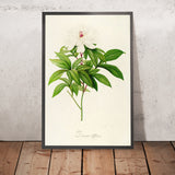 Peony (Paeonia albiflora, Plate 47) by Pierre Joseph Redouté, 1813