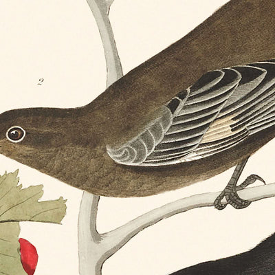 Kleine Walddrossel, Ptiliogony's Townsendi Kanadahäher, von John James Audubon 1827