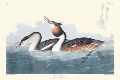 Zampullín lavanco, por John James Audubon, 1827