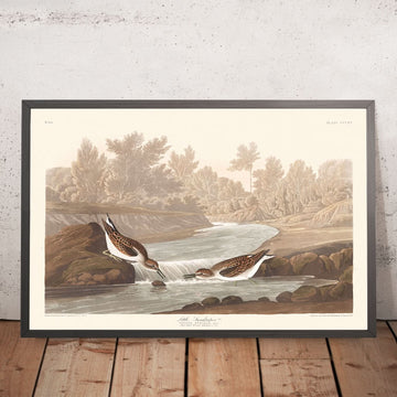 Little Sandpiper by John James Audubon, 1827