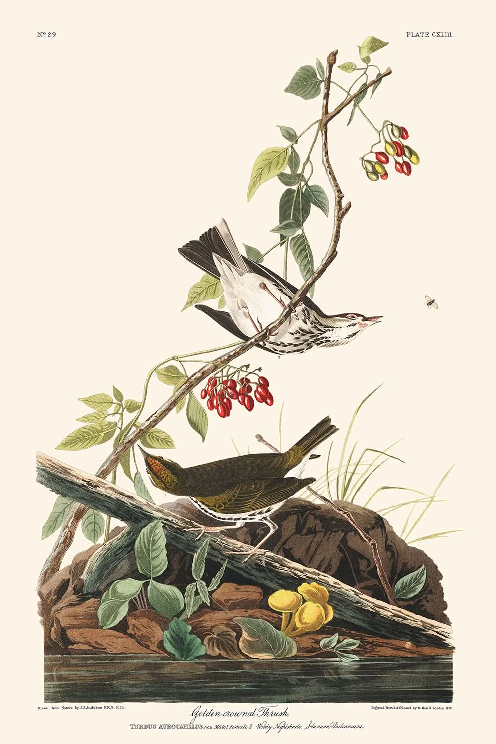 Golden-crowned Thrush by John James Audubon, 1827