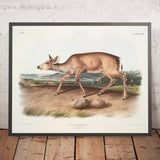 Black-tailed Deer (Cervus macrotis) by John Woodhouse Audubon, 1845