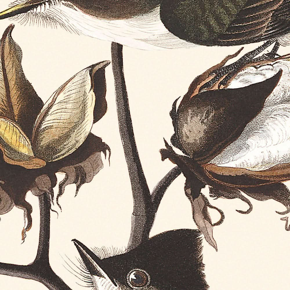 Papamoscas pewit de John James Audubon, 1827