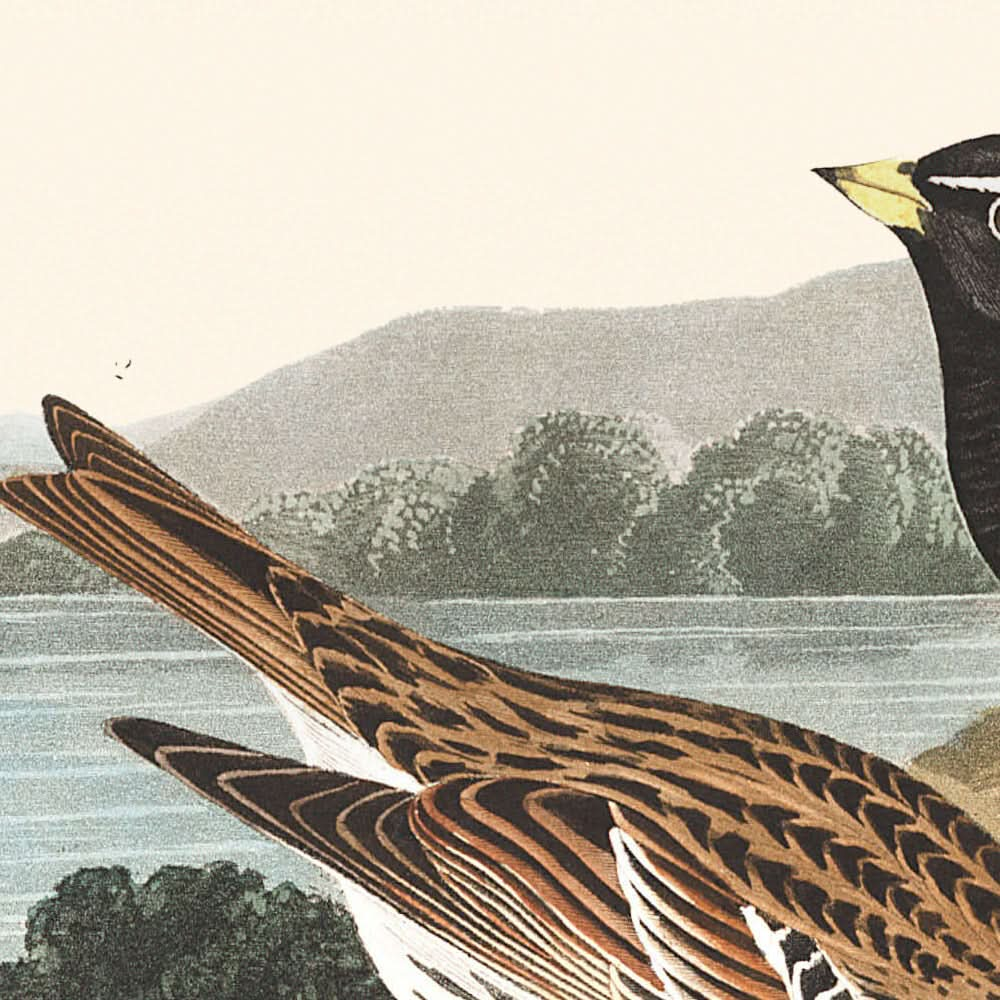 Lappland-Langsporn von John James Audubon, 1827