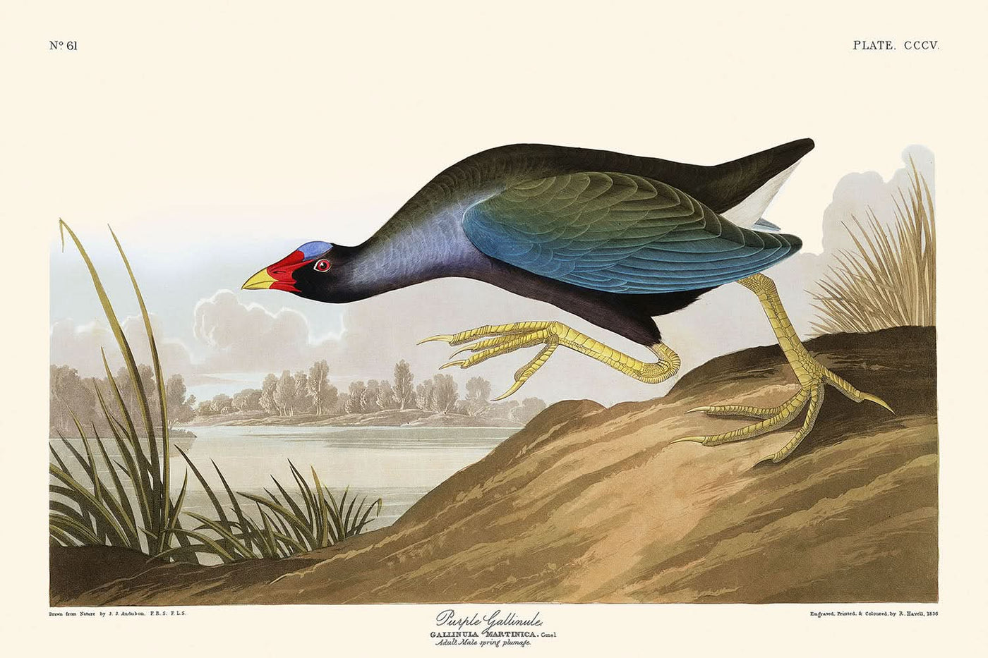 Purpurhuhn von John James Audubon, 1827