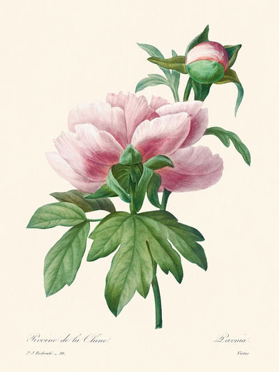 Rosa Pfingstrose von Pierre-Joseph Redouté, 1802