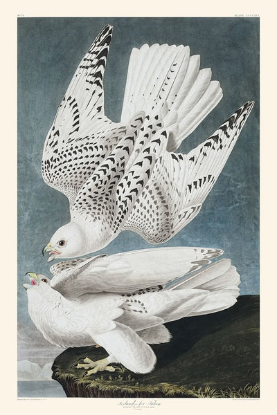 Island oder Jer Falcon von John James Audubon, 1827