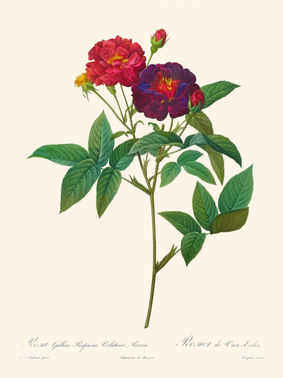 Rosa Gallica Purpurea Velutina Parva von Pierre-Joseph Redouté, 1817