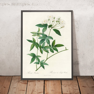 A framed image of Lady Banks’ Rose (Rosa banksiae) by Pierre Joseph Redouté, 1817
