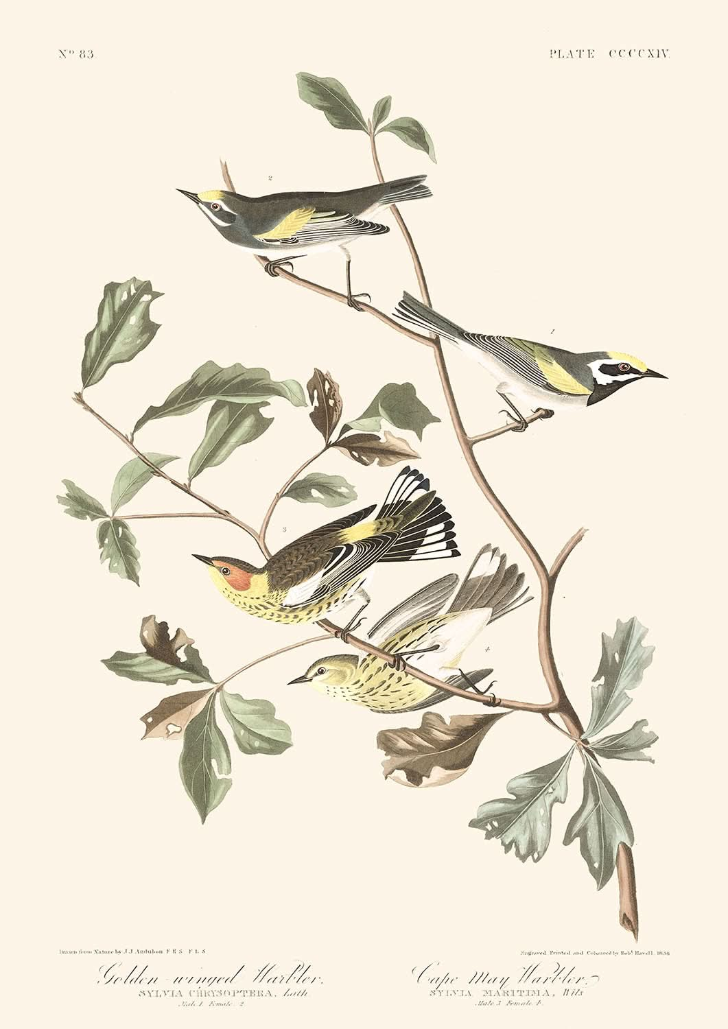 Reinita alidorada y reinita de Cabo Mayo, por John James Audubon, 1827