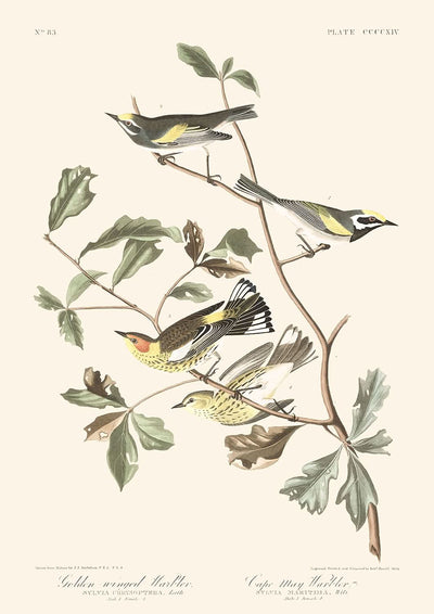 Golden-winged Warbler and Cape May Warbler by Audubon, 1827