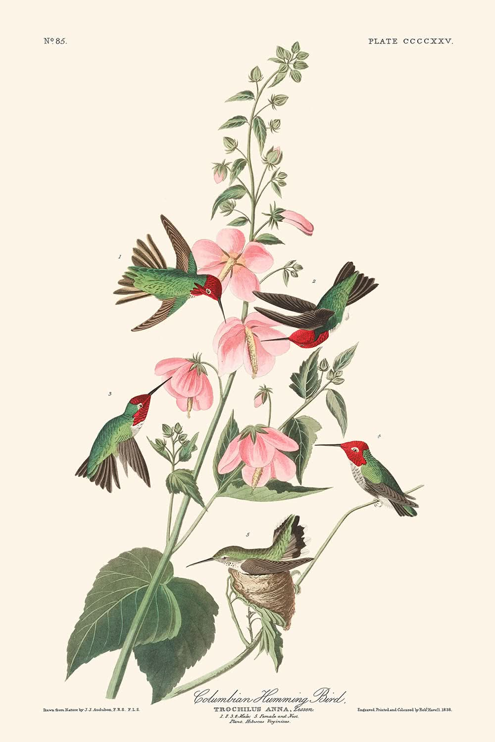 Columbian Humming Bird by John James Audubon, 1827