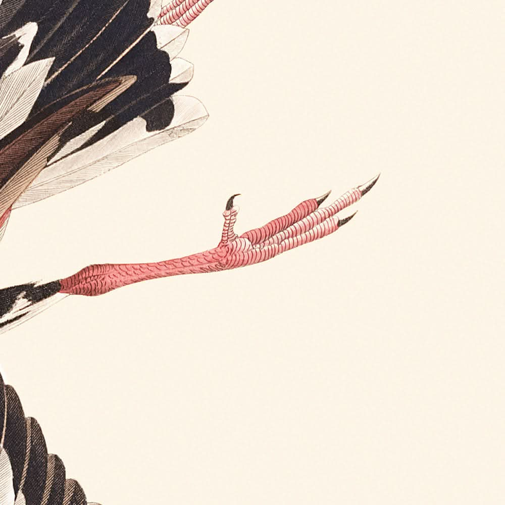 Steinwälzer von John James Audubon, 1827